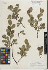 Foto von Salix glauca L. x Salix myrsinites L.
